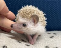 ハリネズミ（当店産ベビー：シナモン♂）懐っこいです♪の画像2