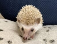 ハリネズミ（当店産ベビー：シナモン♂）懐っこいです♪の画像5