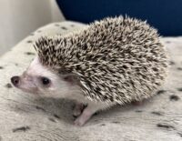 ハリネズミ(カナダ産:ソルト&ペッパー♂ )超懐っこいです♪(copy)の画像3