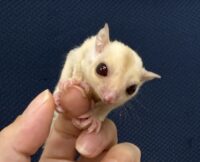 フクロモモンガの画像3