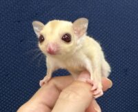 フクロモモンガの画像6