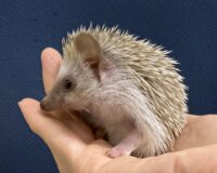ハリネズミ（当店産ベビー：シナモン♂）懐っこいです♪の画像9