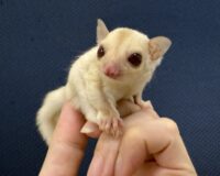 フクロモモンガの画像7