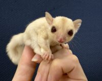 フクロモモンガの画像8