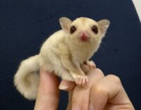 フクロモモンガの画像4