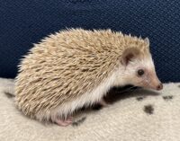 ハリネズミ（当店産ベビー：シナモン♂）懐っこいです♪の画像6