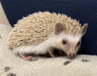 ハリネズミ（当店産ベビー：シナモン♂）懐っこいです♪の画像4