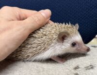 ハリネズミ（当店産ベビー：シナモン♂）懐っこいです♪の画像3