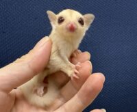 フクロモモンガの画像1