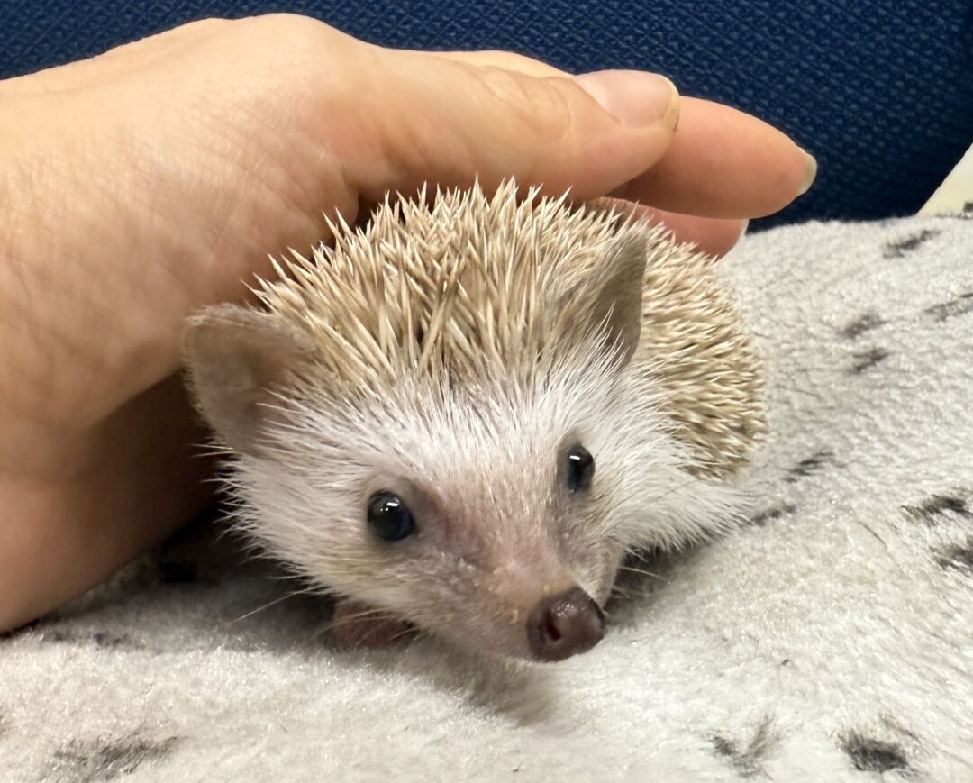 ハリネズミ（当店産ベビー：シナモン♂）懐っこいです♪のメイン画像