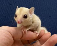 フクロモモンガの画像9