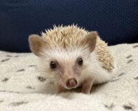 ハリネズミ（当店産ベビー：シナモン♂）懐っこいです♪の画像1