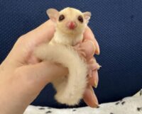 フクロモモンガの画像5