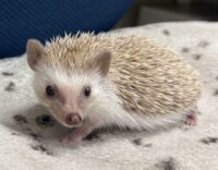 ハリネズミ（当店産ベビー：シナモン♂）懐っこいです♪の画像7