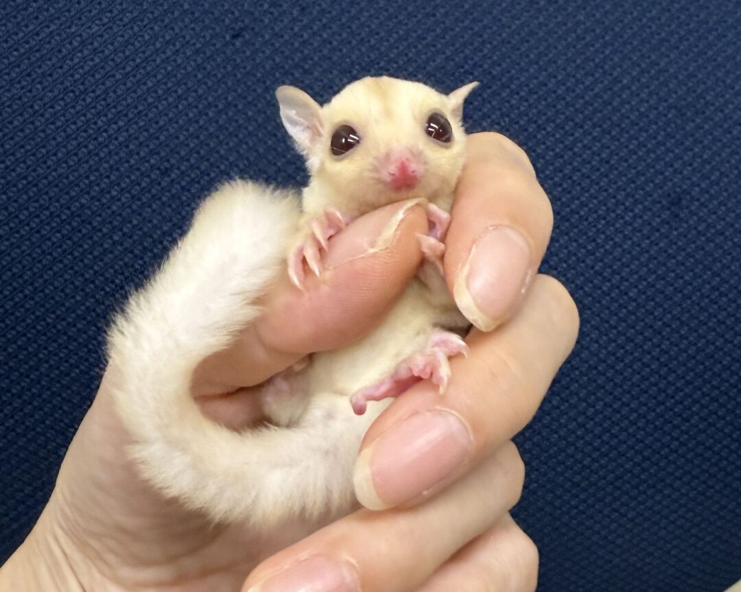 フクロモモンガのメイン画像