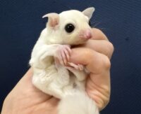 フクロモモンガの画像7