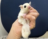 フクロモモンガの画像9