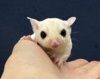 フクロモモンガの画像6