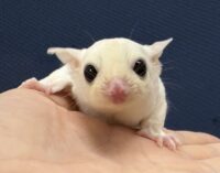 フクロモモンガの画像1