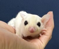 フクロモモンガの画像5
