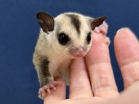 フクロモモンガの画像9