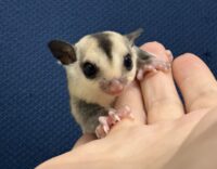 フクロモモンガの画像3