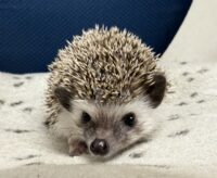 ハリネズミ（当店産ベビー：ソルト＆ペッパー♀）懐っこいです♪の画像3