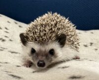 ハリネズミ（当店産ベビー：ソルト＆ペッパー♀）懐っこいです♪の画像1