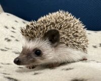 ハリネズミ（当店産ベビー：ソルト＆ペッパー♀）懐っこいです♪の画像5