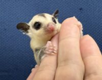 フクロモモンガの画像4