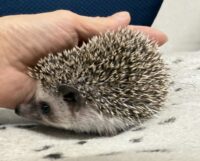 ハリネズミ（当店産ベビー：ソルト＆ペッパー♀）懐っこいです♪の画像8