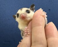 フクロモモンガの画像5