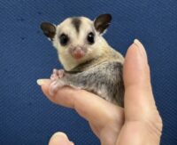 フクロモモンガの画像7