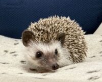 ハリネズミ（当店産ベビー：ソルト＆ペッパー♀）懐っこいです♪の画像9