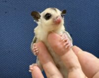 フクロモモンガの画像8