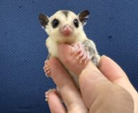 フクロモモンガの画像2