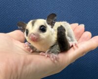 フクロモモンガの画像11
