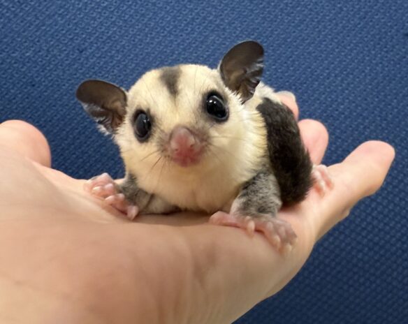 フクロモモンガのメイン画像