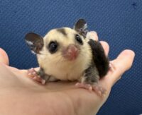 フクロモモンガの画像6