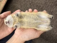 リチャードソンジリスの画像4