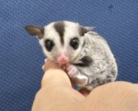 フクロモモンガの画像4
