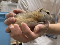 リチャードソンジリスの画像8