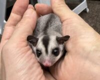 フクロモモンガの画像5
