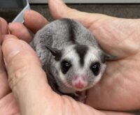 フクロモモンガの画像6