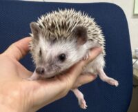 ハリネズミ（カナダ産：ソルト＆ペッパー♀ ）超懐っこいです♪の画像3