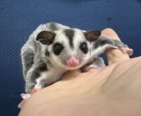 フクロモモンガの画像7