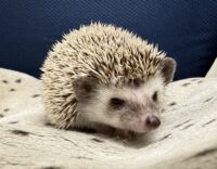 ハリネズミ（カナダ産：ソルト＆ペッパー♀ ）超懐っこいです♪の画像7