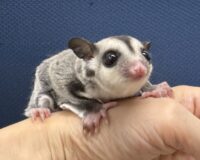 フクロモモンガの画像8