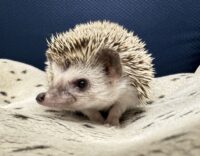 ハリネズミ（カナダ産：ソルト＆ペッパー♀ ）超懐っこいです♪の画像1