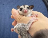 フクロモモンガの画像9